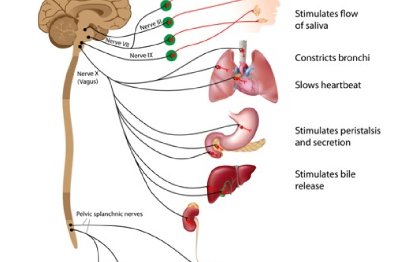 vagus nerve