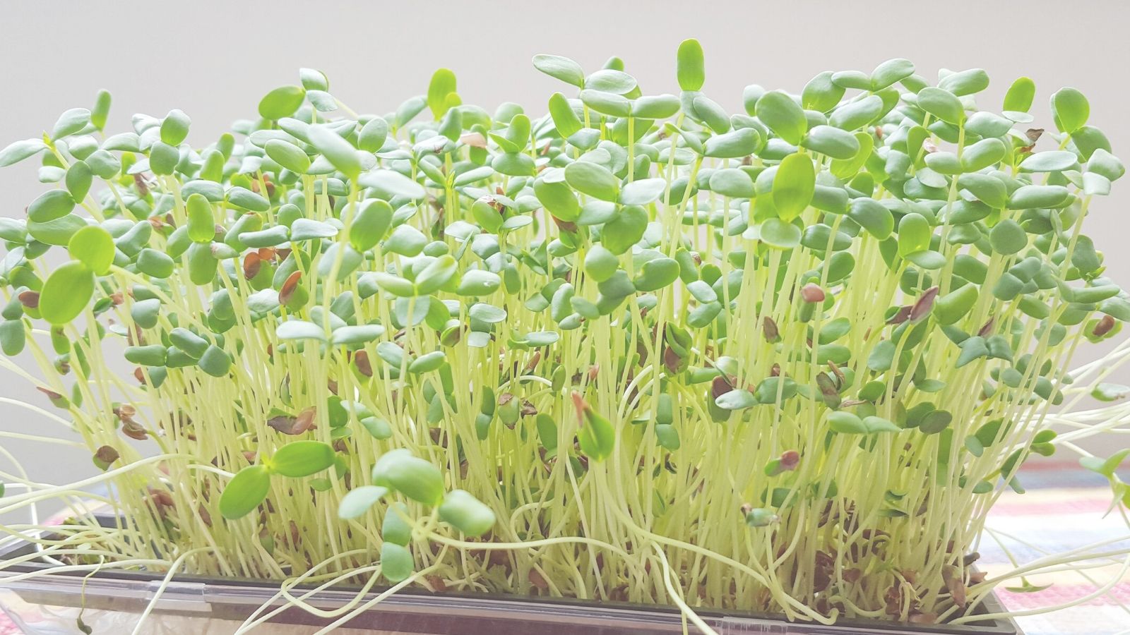 broccoli sprouts