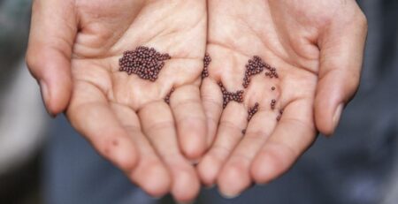 mustard seeds benefits