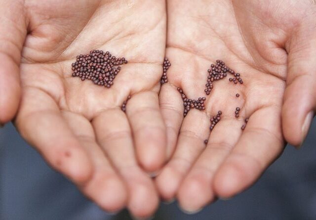 mustard seeds benefits