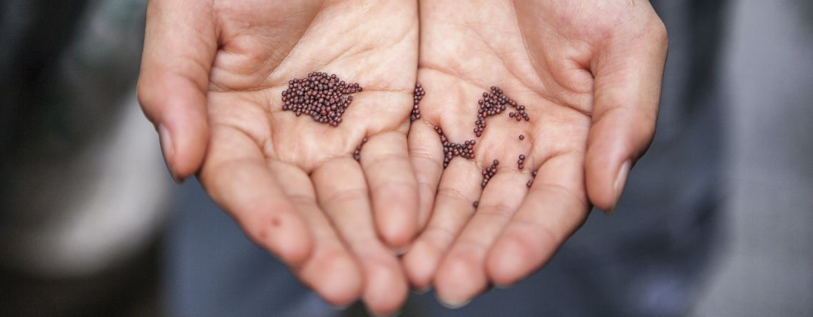 mustard seeds benefits