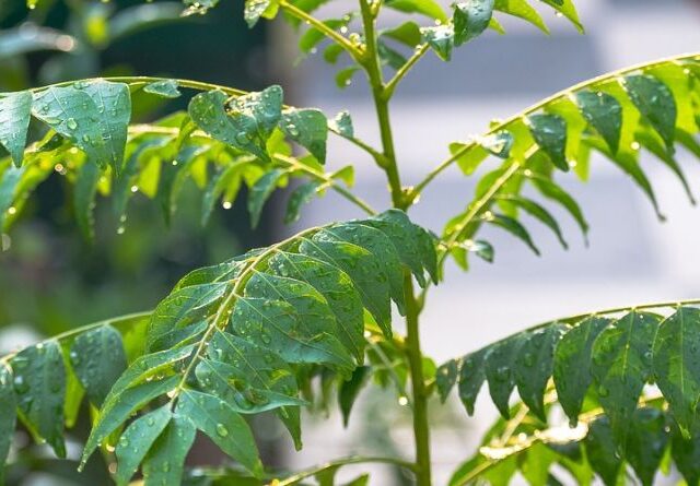 curry leaves magic herb benefits