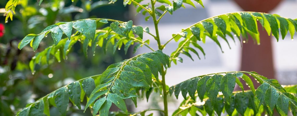 curry leaves magic herb benefits